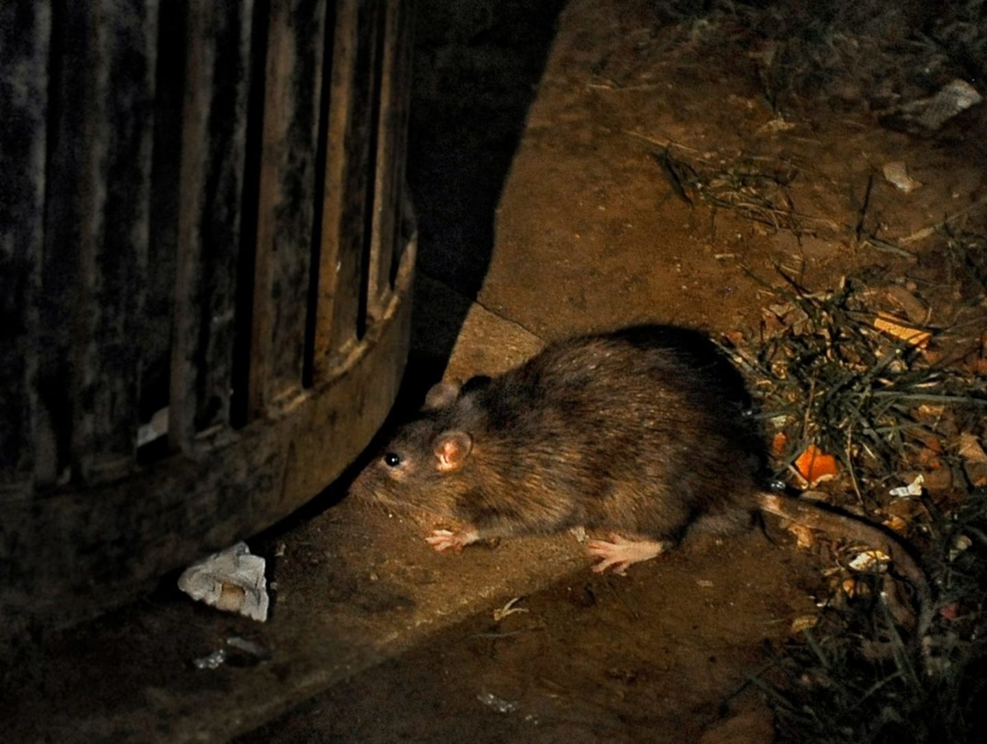 norway rat by garbage can norway rat by garbage can
