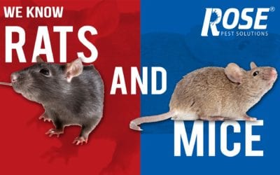 How to get rid of rats and mice