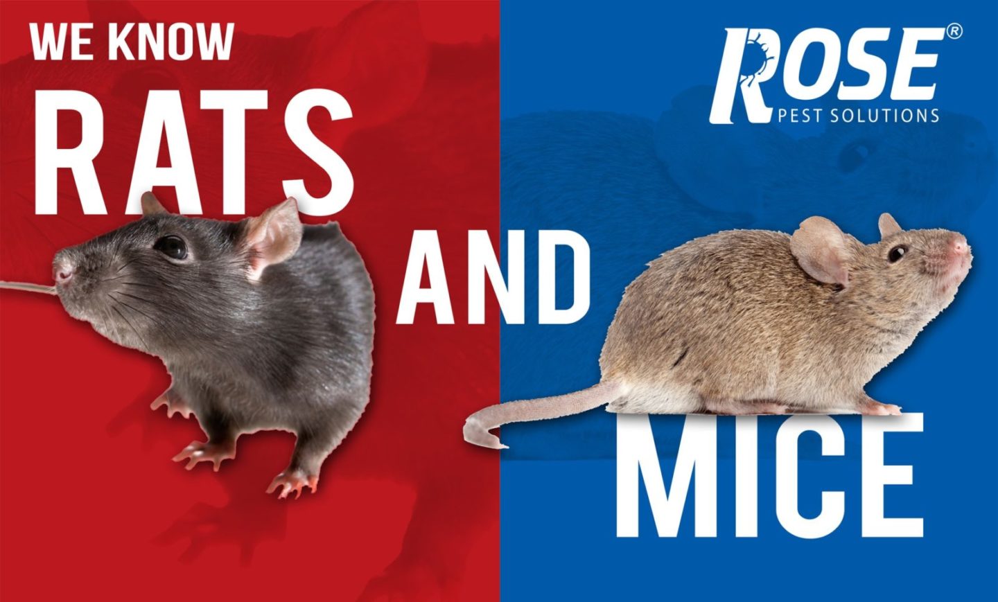 Rose Pest Solutions rat exterminator Chicago Rose Pest Solutions rat exterminator Chicago