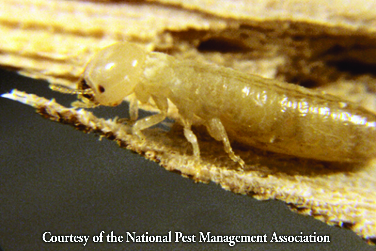 TermiteHi-Res.jpg TermiteHi-Res.jpg