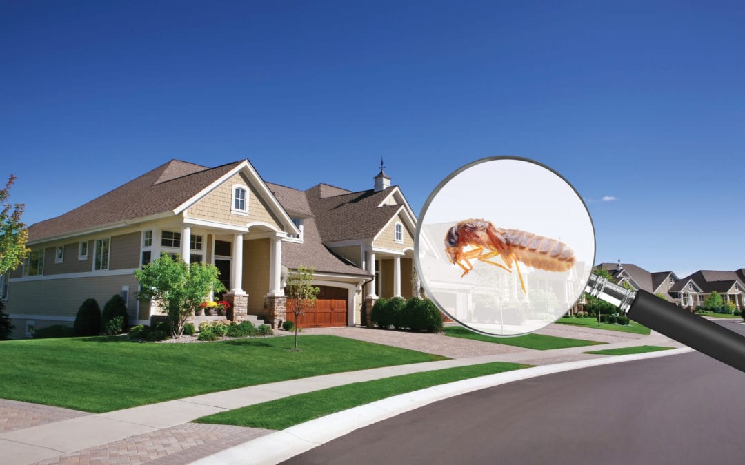 What’s the best way to kill termites?