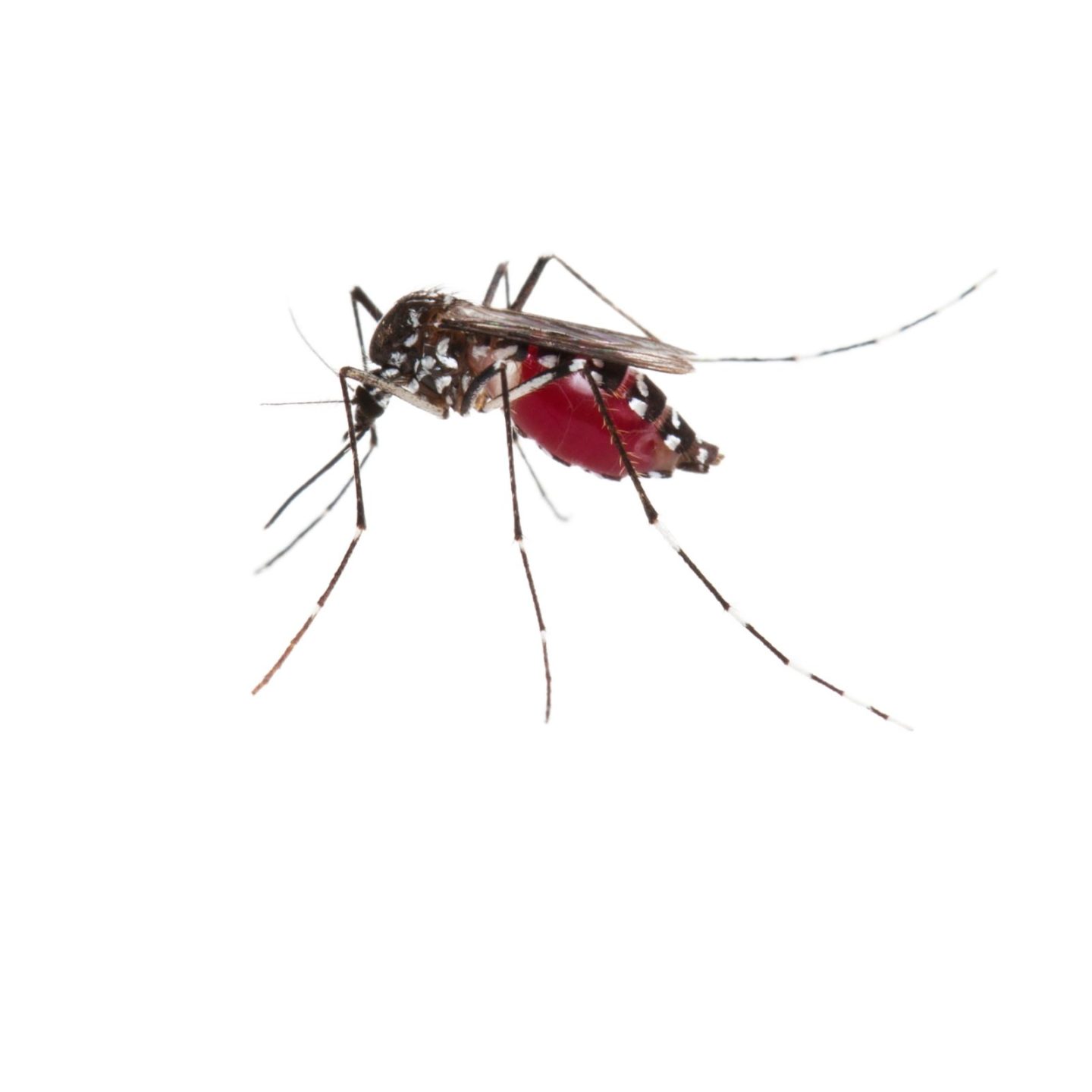 aedes_aegypti.jpg aedes_aegypti mosquito