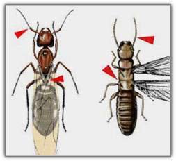 ant_term_wing_dif