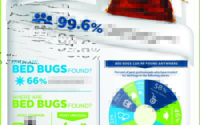 This is bed bugs Chicago in one simple Infographic