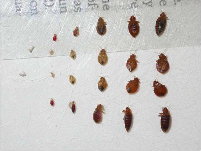bed_bug_stages.jpg bed_bug_stages.jpg