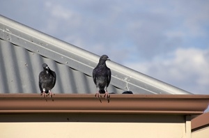 Two Pigeons Perched on a Roof Gutter