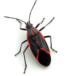 How to Get Rid of Overwintering Pests