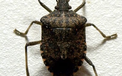 Are stink bugs really stinky?