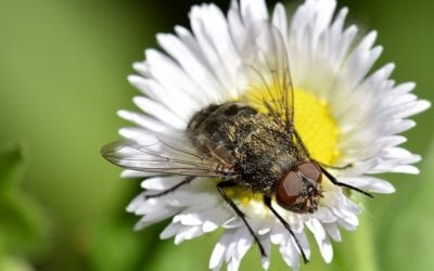 How YOU can help save the bees and other pollinators