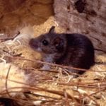 keep rodents out Deer Mouse in Natural Sawdust Habitat