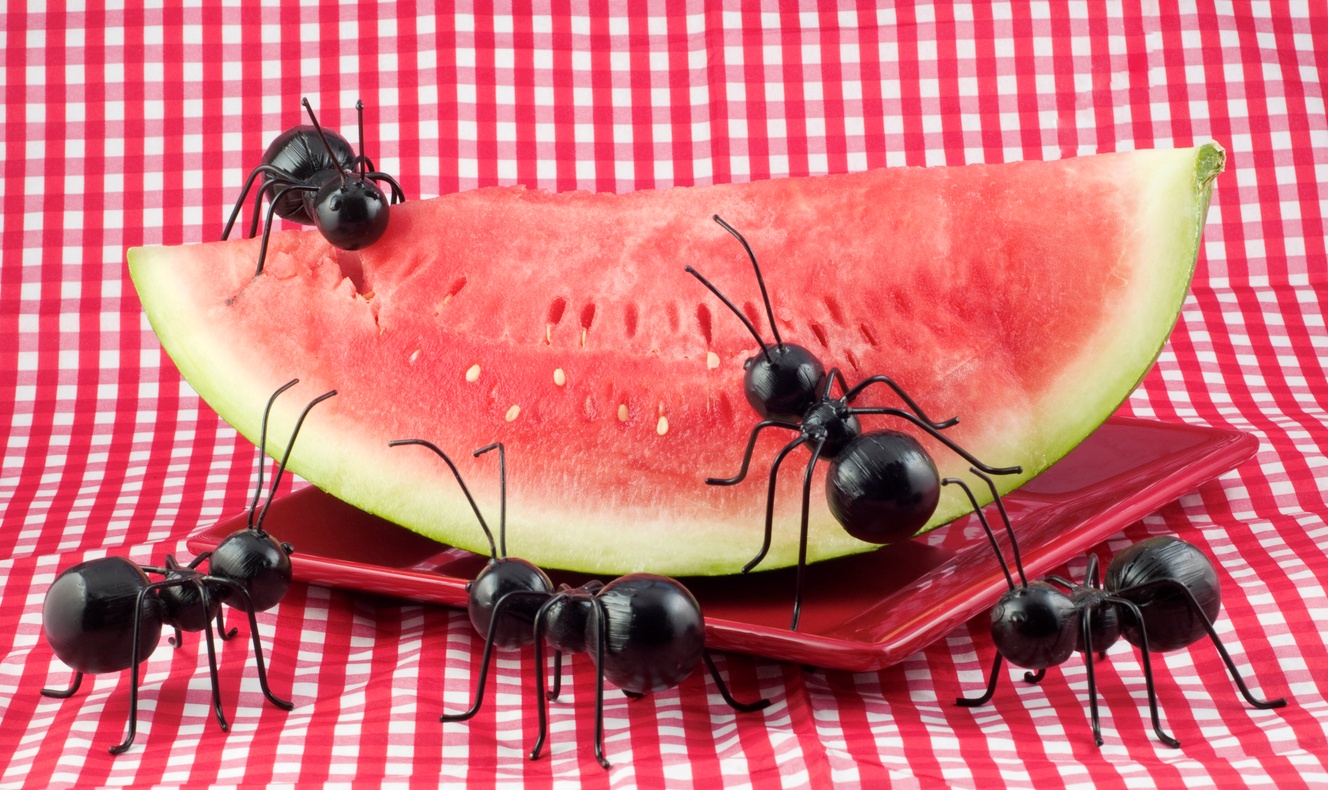 iStock-118381716.jpg