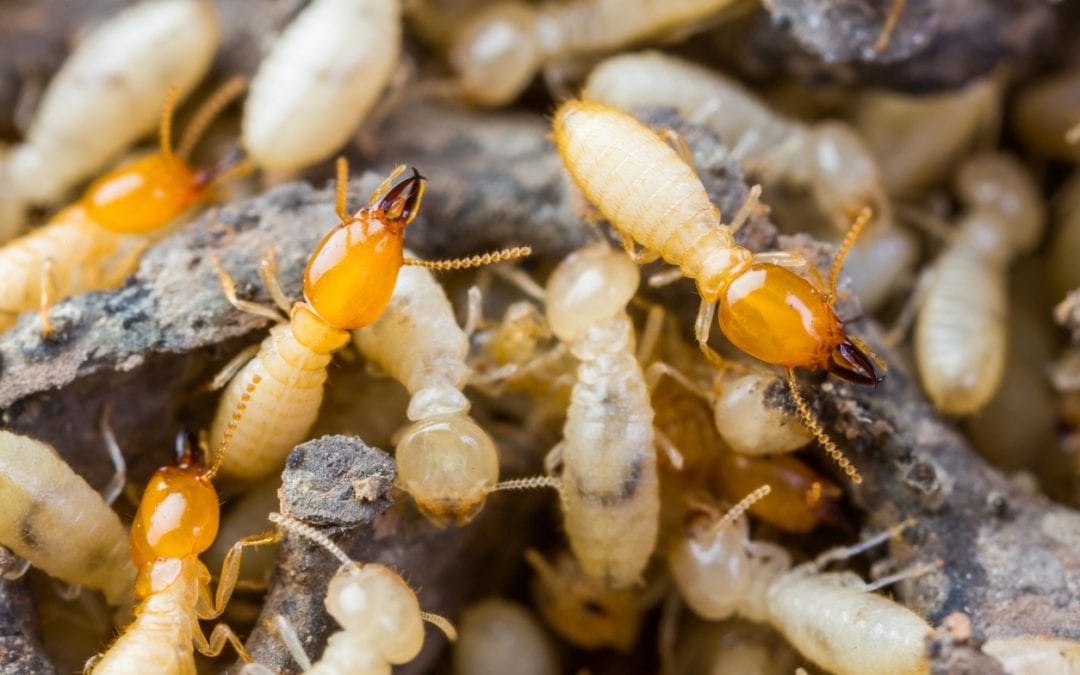 Commercial Termite Control Services