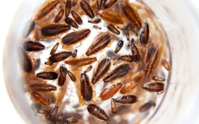 How Harmful Can Insects and Pests Be to Your Health?