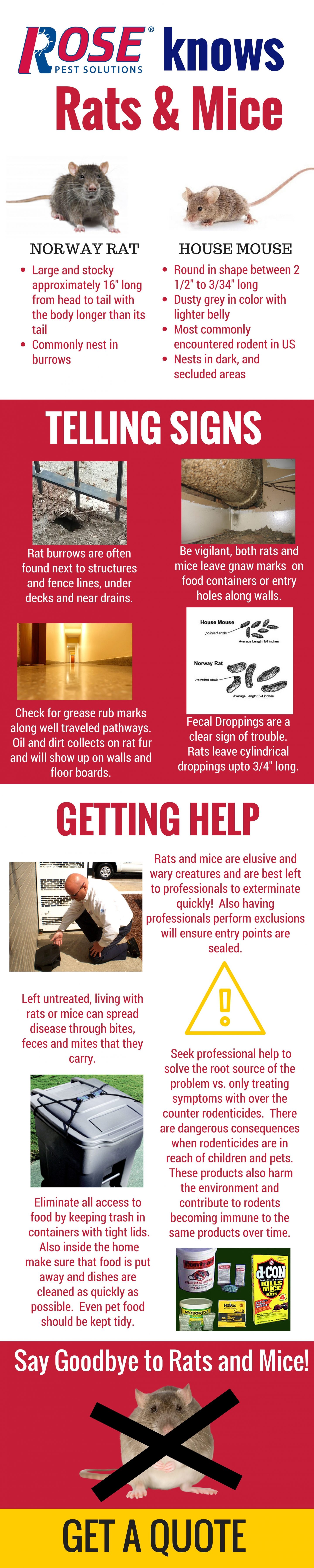 The difference between mice and rats in one infographic!