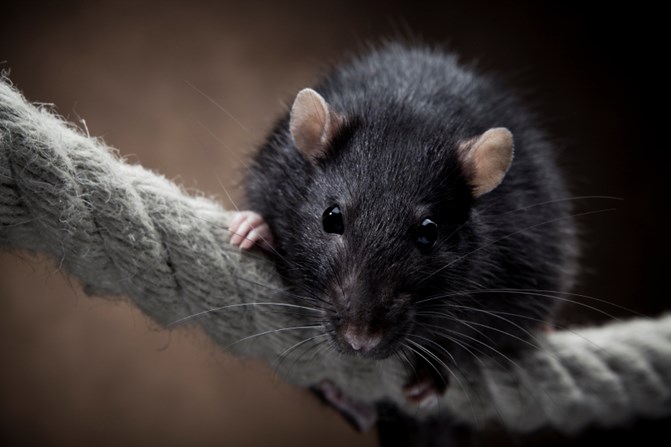 istock_000013025604small_rat-2-1
