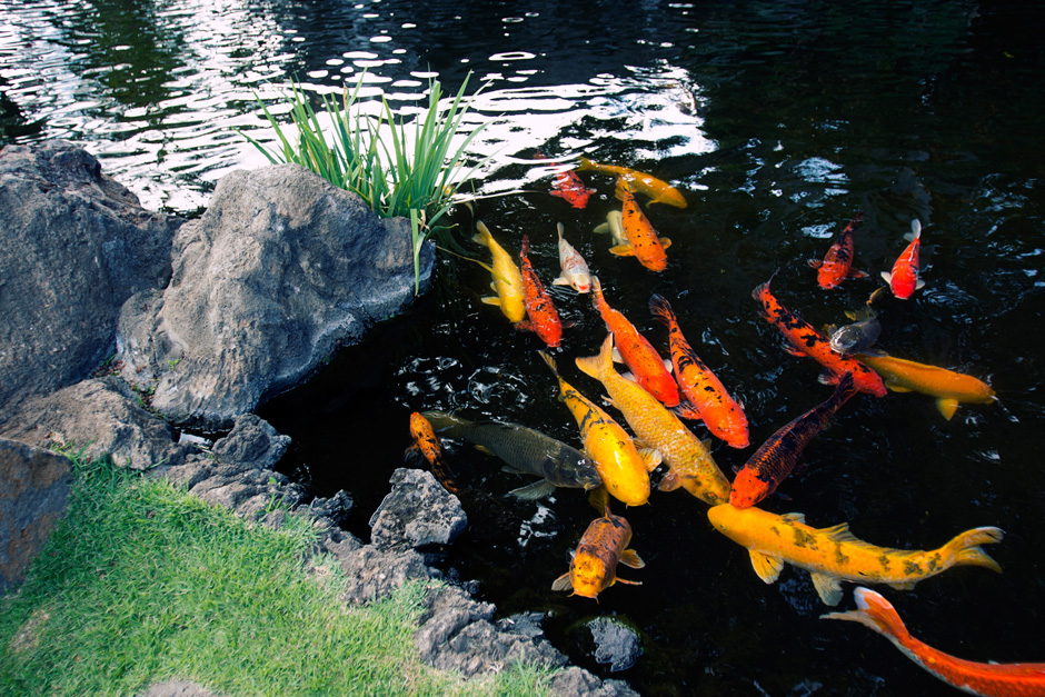 koi-pond