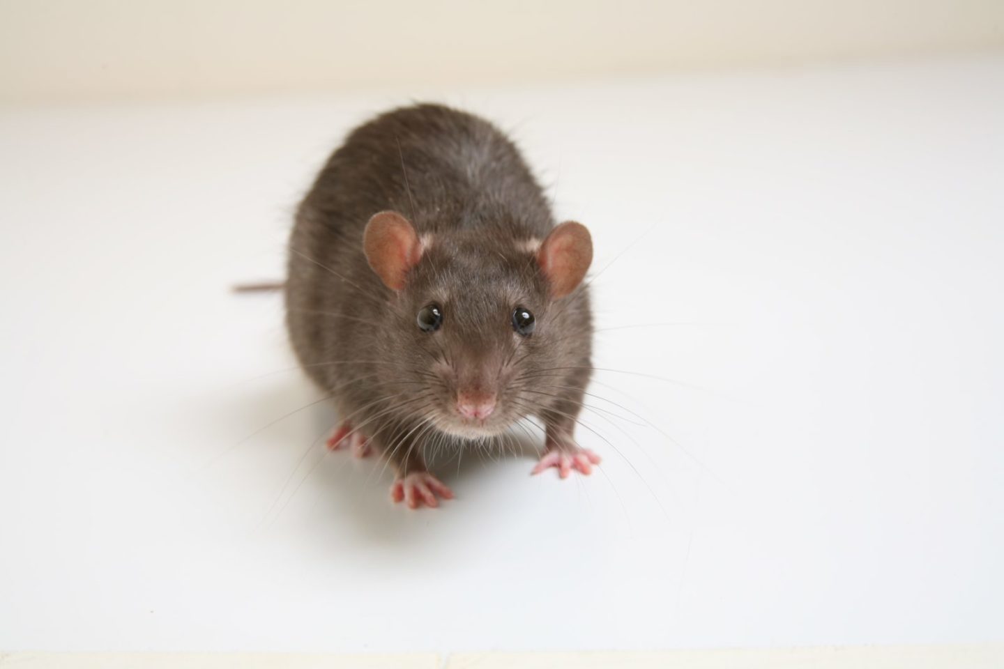 norway_rat_2016.jpg norway_rat_2016.jpg