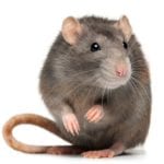 keep mice out Norway Rat Front View Photo