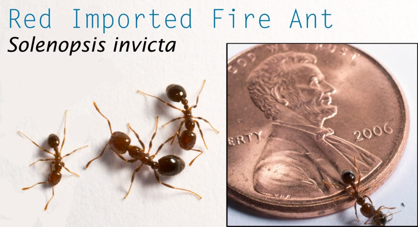red_imported_fire_ants.jpg red_imported_fire_ants.jpg