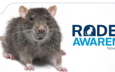5 Signs of Mice in the House