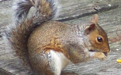 Leave Nuisance Wildlife Removal to the Pros This Winter