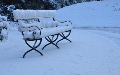 Do Bugs Die in the Winter?