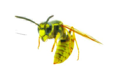 5 facts about stinging insects you should know