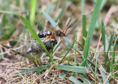 A cicada killer wasp is seen grasping a cicada among green grass and dried blades on the ground.