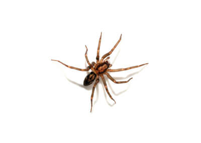 A brown spider with long legs on a white background, often prompting the need for effective wolf spider control.
