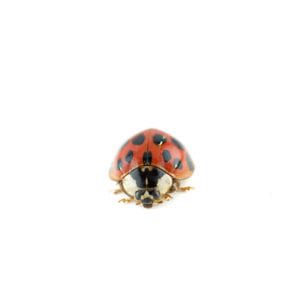 Asian Beetle