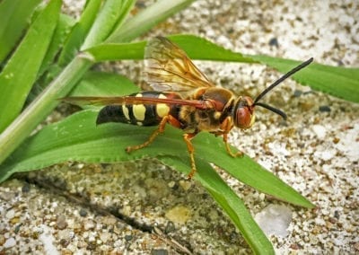 Cicada killer wasp resting on a green leaf in Chicago, IL