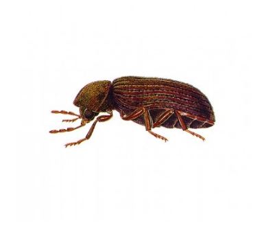 cigarette beetle