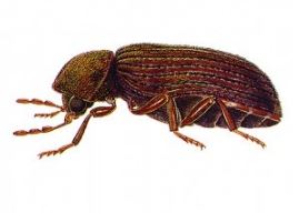 Cigarette Beetle
