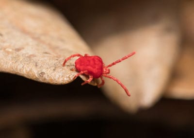 A small, bright red clover mite with eight legs is walking on the edge of a dry, brown leaf.