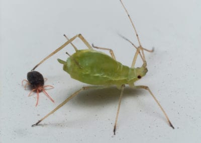 A close-up of a green aphid standing next to a much smaller black and red clover mite on a light surface.