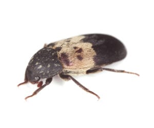 Larder Beetle