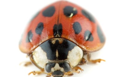 pollinator Asian beetle 7 Pollinators That You Should Know