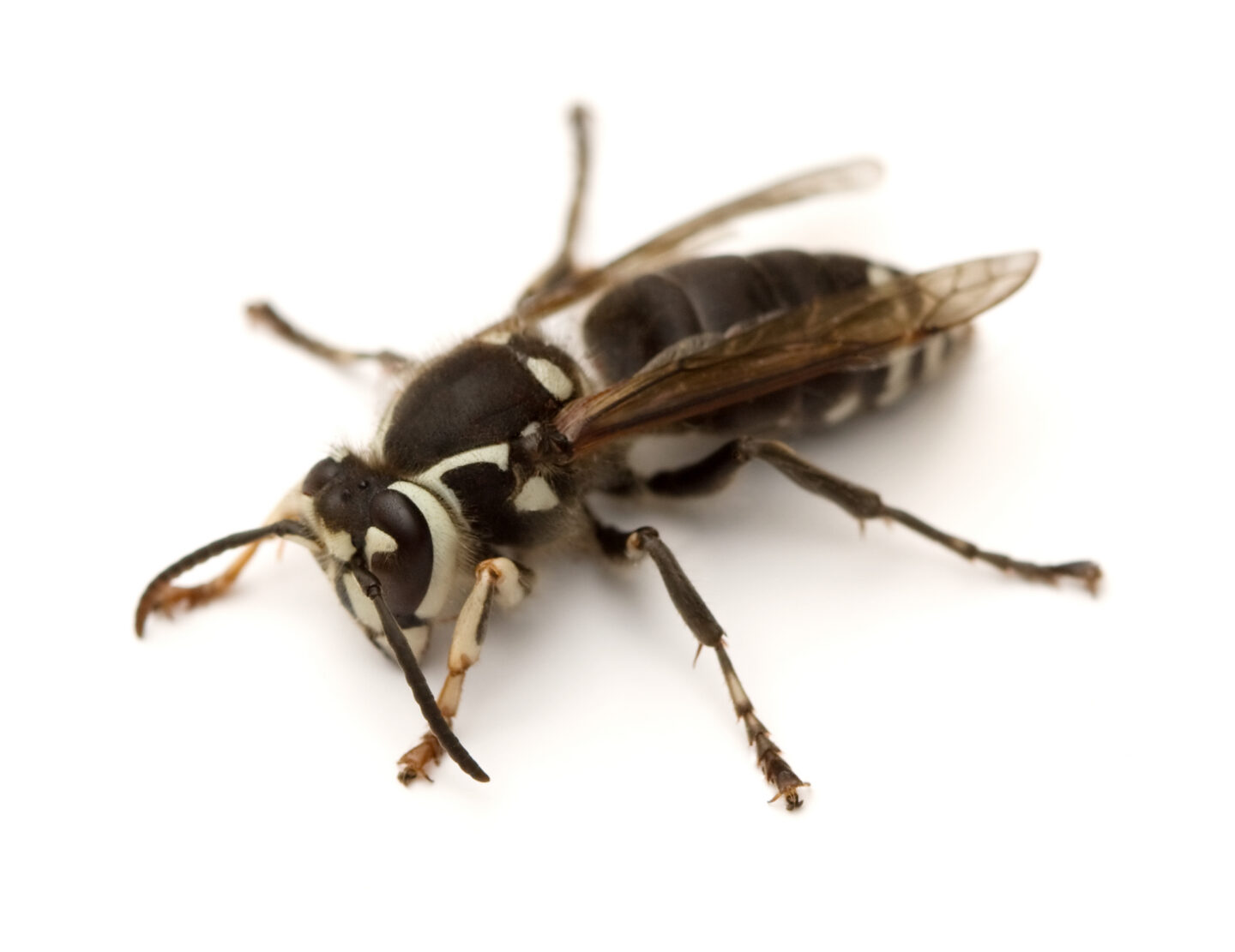 A bald-faced hornet against a white background.