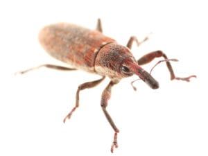 Grain Weevil Pest Control Service in the Chicago and Rockford DMA