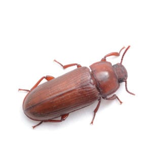 Confused flour beetle