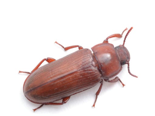 Close-up of Confused Flour Beetle