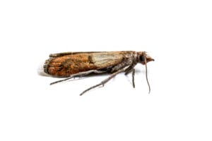 Indian Meal Moth Pest Control Service in the Chicago and Rockford DMA