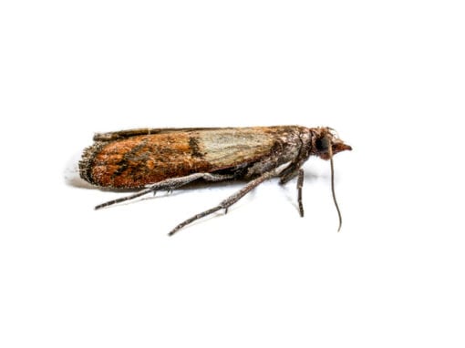 Indianmeal Moth