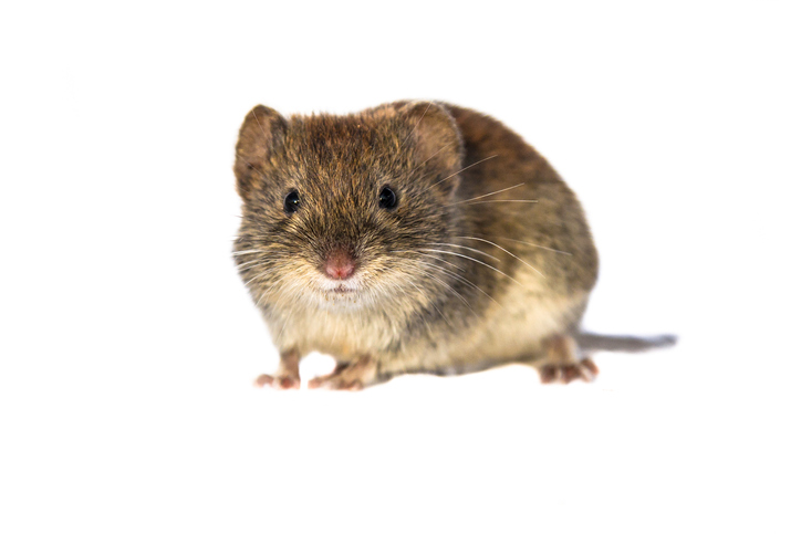 Vole