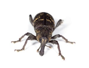 Rice Weevil Pest Control Service in the Chicago and Rockford DMA
