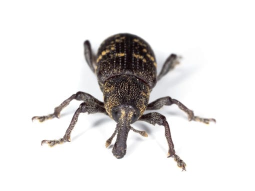 Pine Weevil
