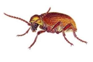 Spider beetle