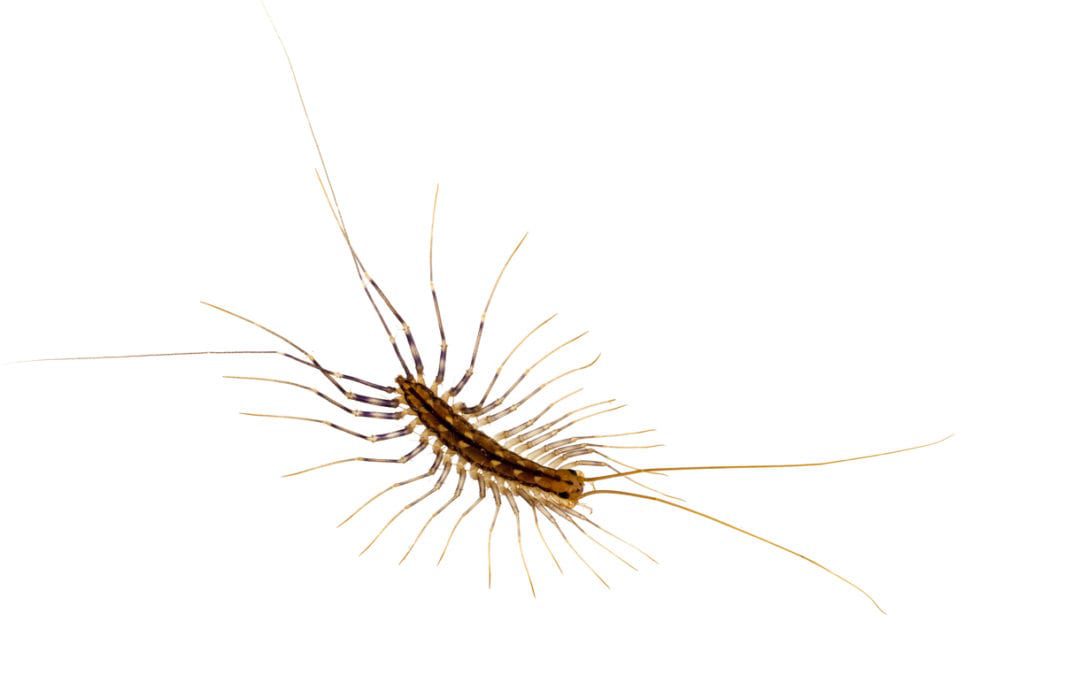 Centipede