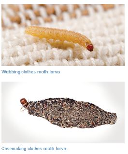 Top: A webbing clothes moth larva, a common winter pest, on woven fabric. Bottom: A casemaking clothes moth larva in its protective case, displayed on a plain background.