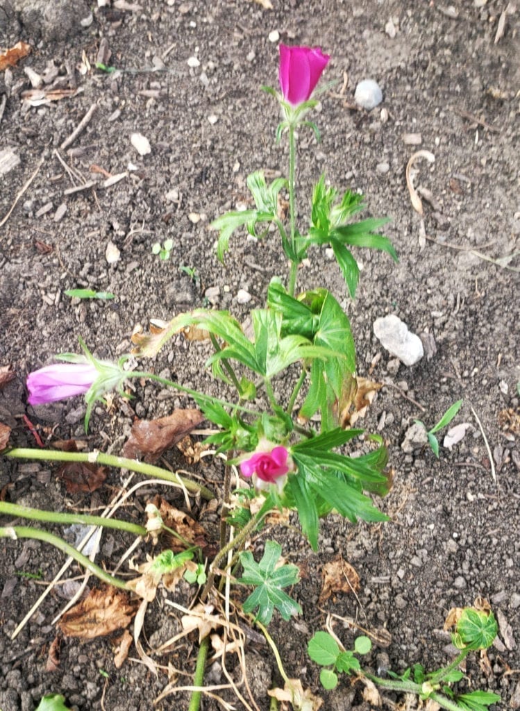 A small green plant with three pink flower buds grows in dry soil, surrounded by dried leaves and scattered debris—planting hope amid adversity.